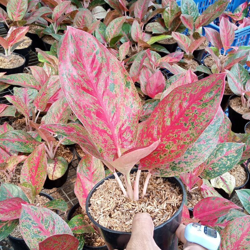 Aglonema Red Stardust Daun 6-7 Size Dewasa