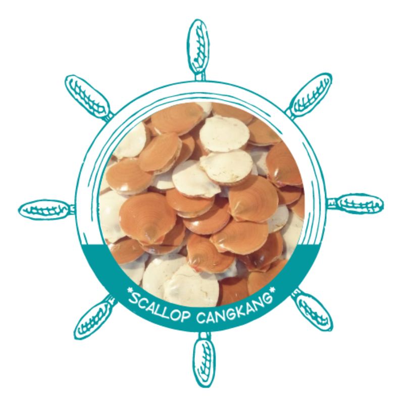 

Scallop cangkang