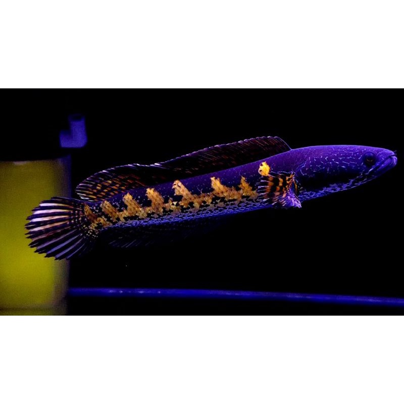 CHANNA AURANTI BAR OREN GRADE A  [8-15CM dan 16-18CM] BAYAR DI TEMPAT