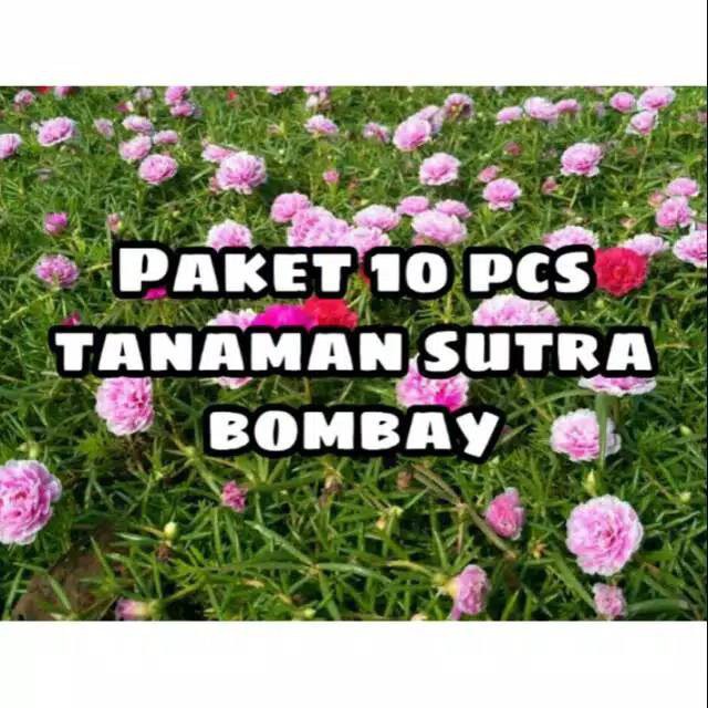 paket 10 tanaman hias bunga mossrose krokot sutra bombai bombay