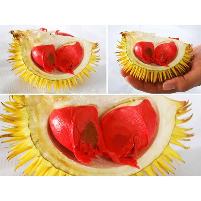 Bibit durian merah kaki 3 superunggul