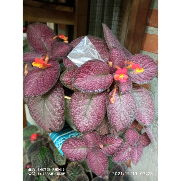 episcia Strawberry patch
