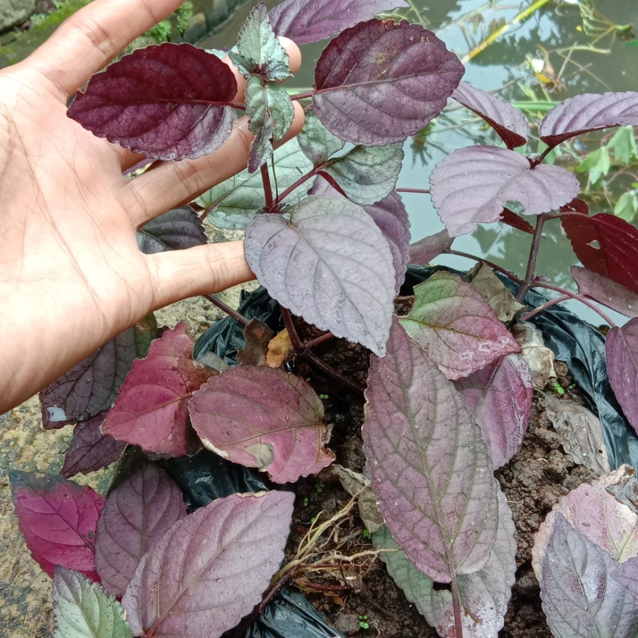 tanaman vivarium hemigraph colorata - tanaman hias - tanaman herbal