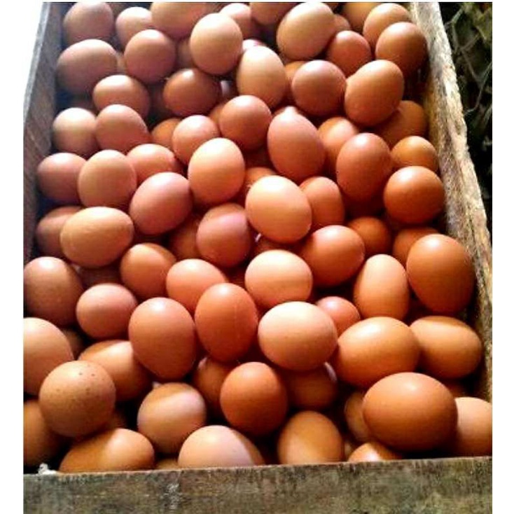 

telur ayam negeri isi 15kg