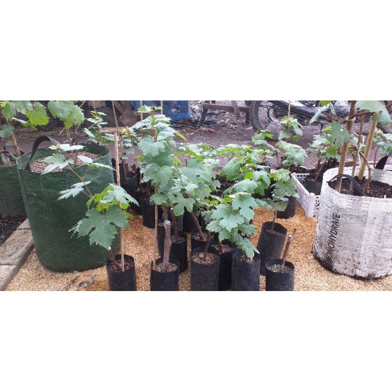 bibit anggur import (julian.jupiter.ninel)