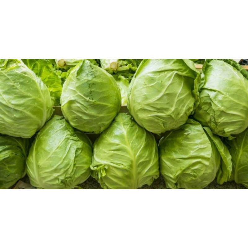 

Lettuce ice berg (500gram-1Kg)