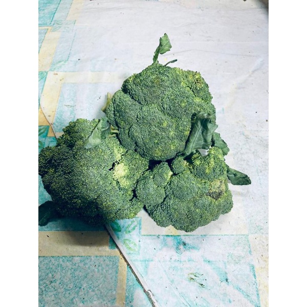 

brocoli hijau / brokoli