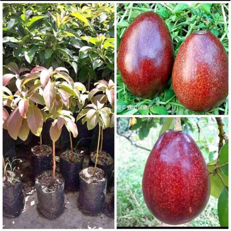 bibit buah alpukat red Vietnam