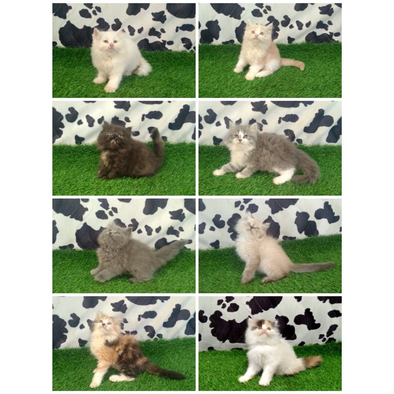 Kucing Persia Longhair (bulu kapas)