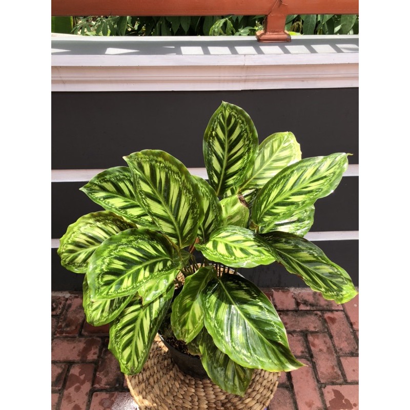 calathea libyana