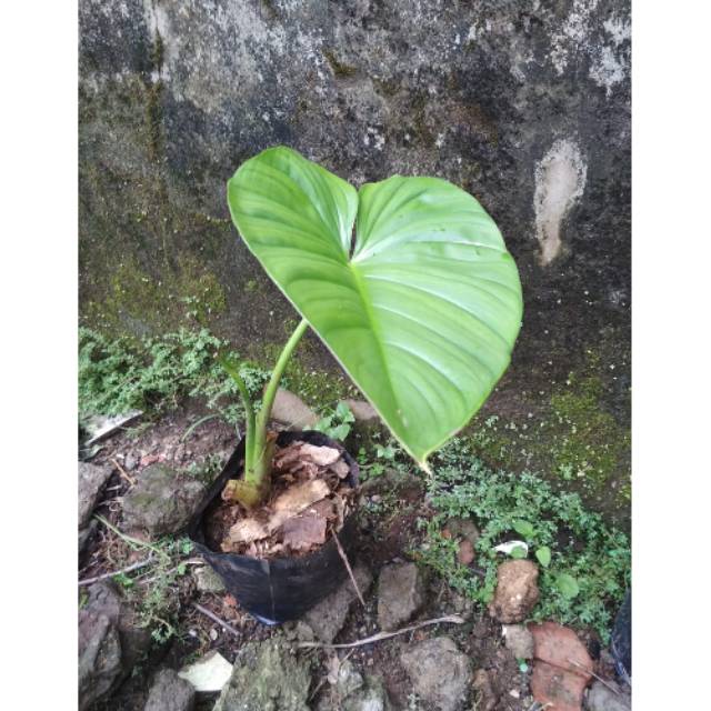 Tanaman hias talas homalomema hijau talas mpu