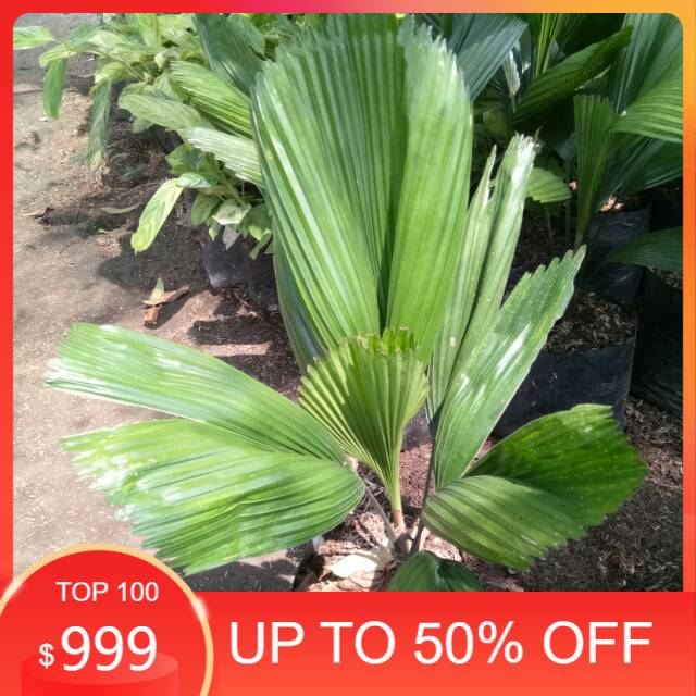 palem koll - hiasan taman - pohon palem - bibit tanaman