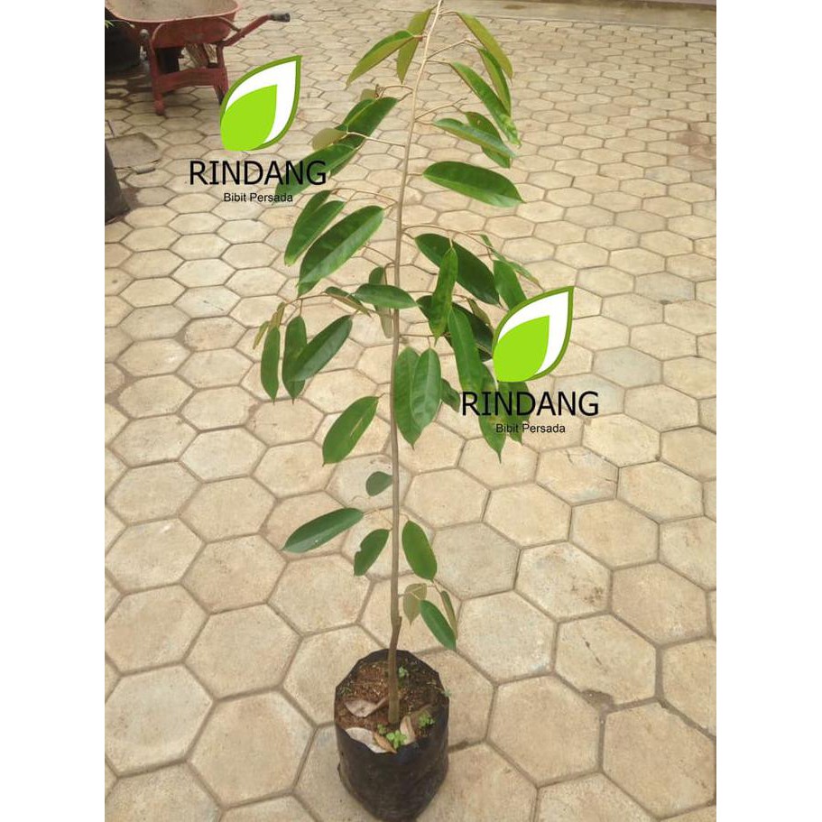 Asli Bibit Tanaman Buah  Durian Merah I Pohon Durian Merah (Red Durian) #_#