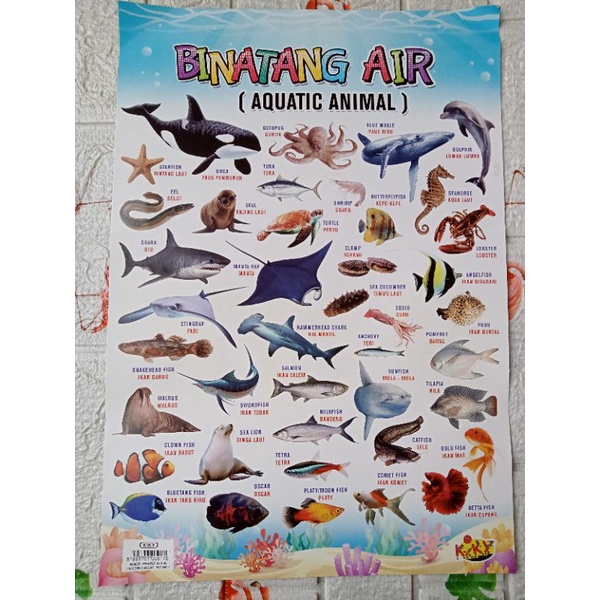 POSTER DINDING EDUKASI BELAJAR/BINATANG AIR&amp;DARAT/TRANSPORTASI/HARGA SATUAN