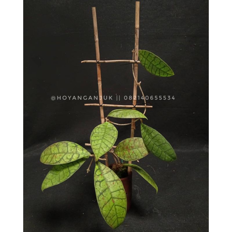 Hoya Calistophylla Hoya Spesies Borneo