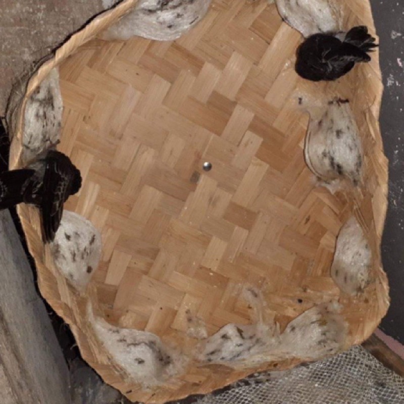 BESEK Untuk Pancingan Walet