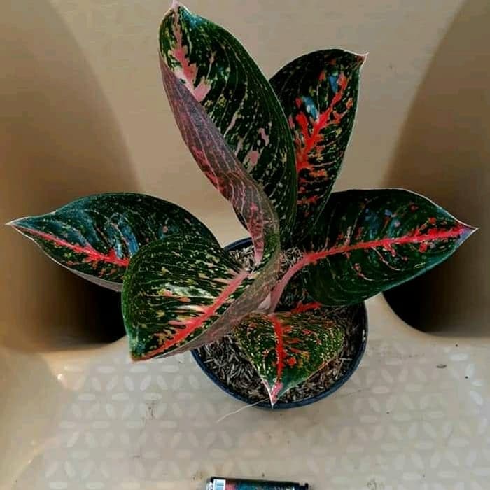 tanaman hias aglonema adelia - aglo - Taman alamm - Tamans alamm