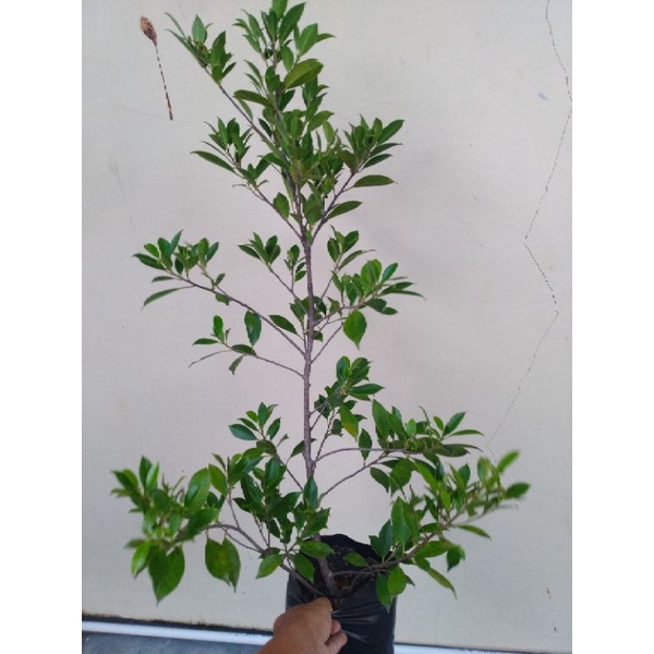 Bahan Bonsai Kimeng atau beringin Kimeng atau ficus kimeng