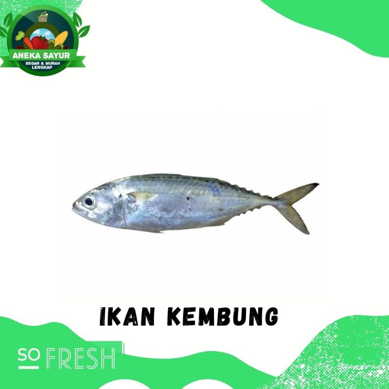 Jual Ikan Kembung Segar 