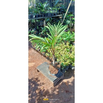 bibit palem botol tinggi 1 meter