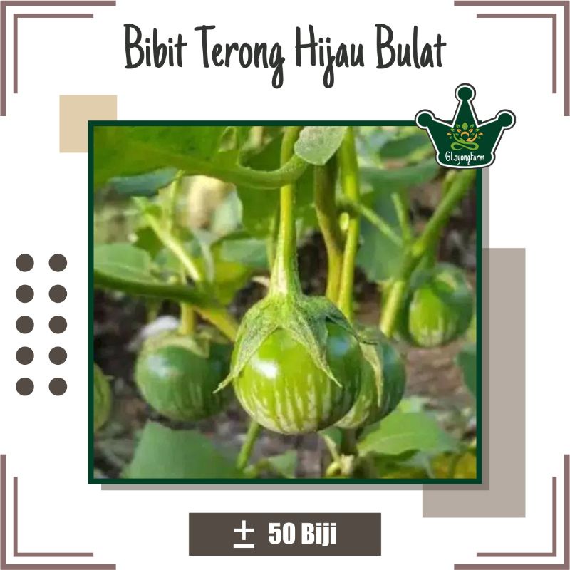 Bibit Sayur Terong Lalap Hijau Bulat Hibrida - Benih Sayuran