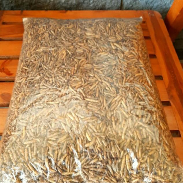 ◙ magot / maggot kering oven 1kg ➩