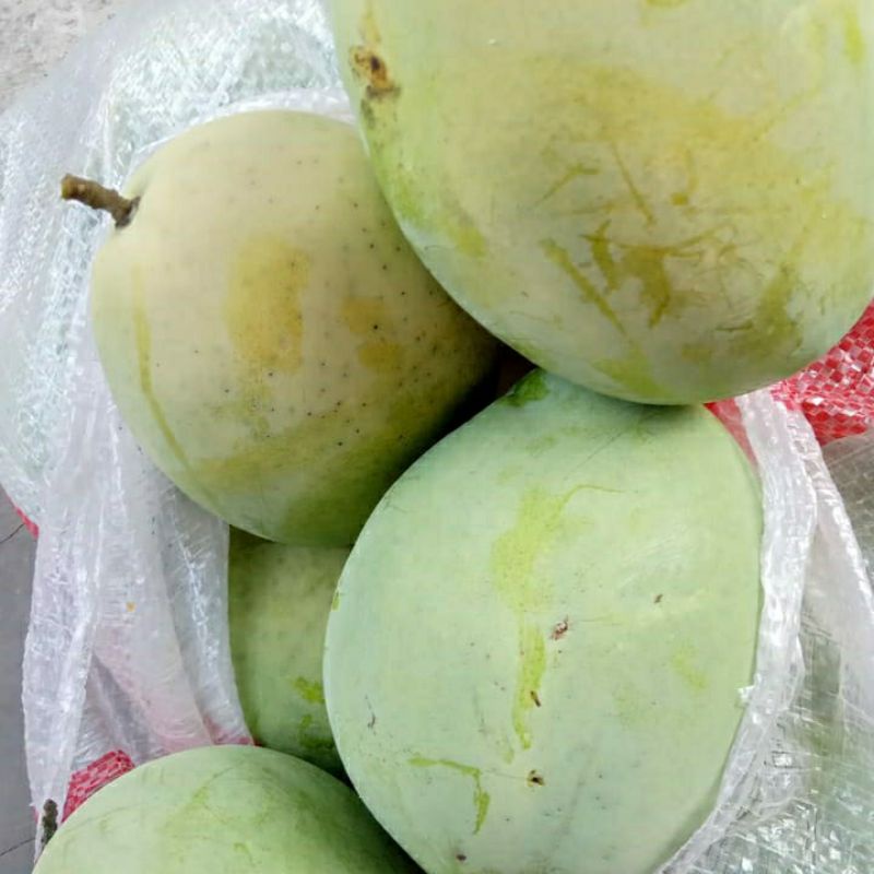 

Mangga Cengkir Khas Indramayu