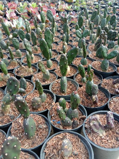 Kaktus Sukulen Opuntia Canterae 'opuntia rantai'