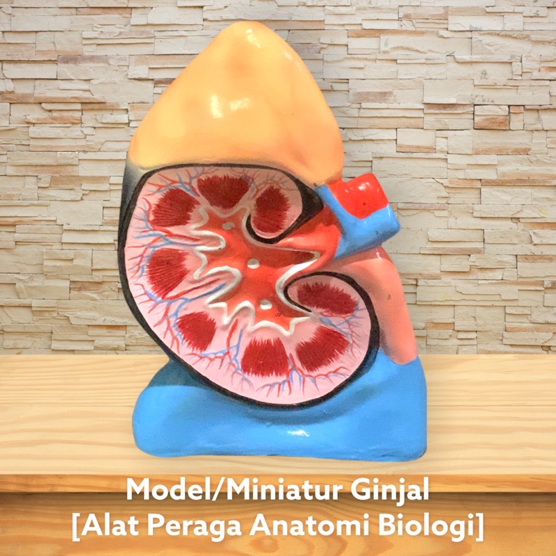 

[PROMO] Model Anatomi Struktur Ginjal Manusia - Alat Peraga Biologi [100% Original Peoduct]