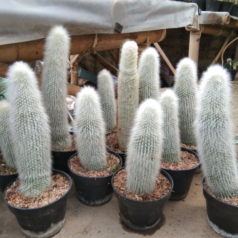 kaktus oldman ownroot jumbo