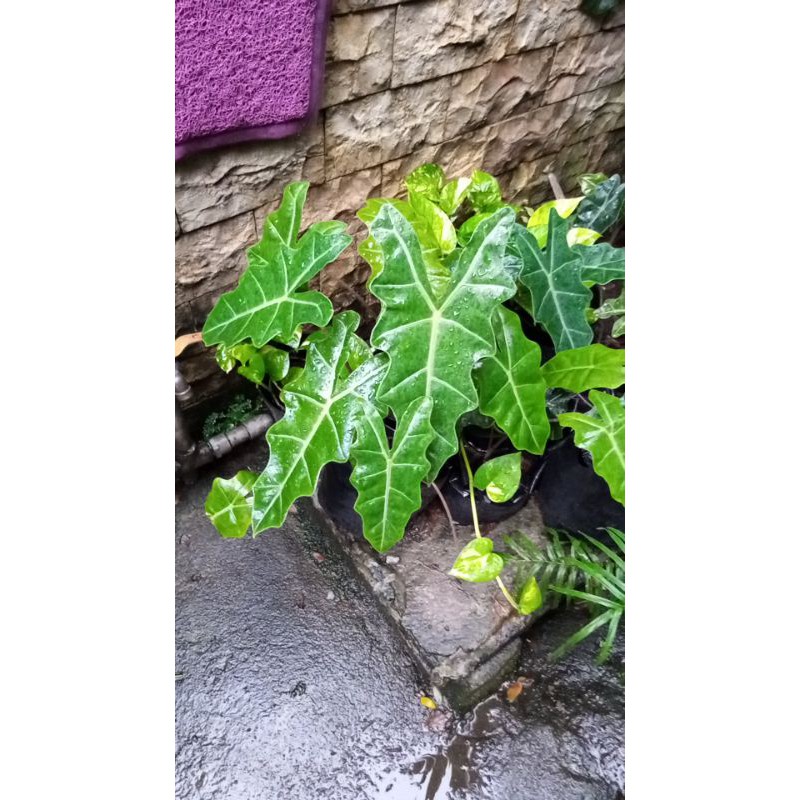 Tanaman Hias Alocasia Amazon Lokal