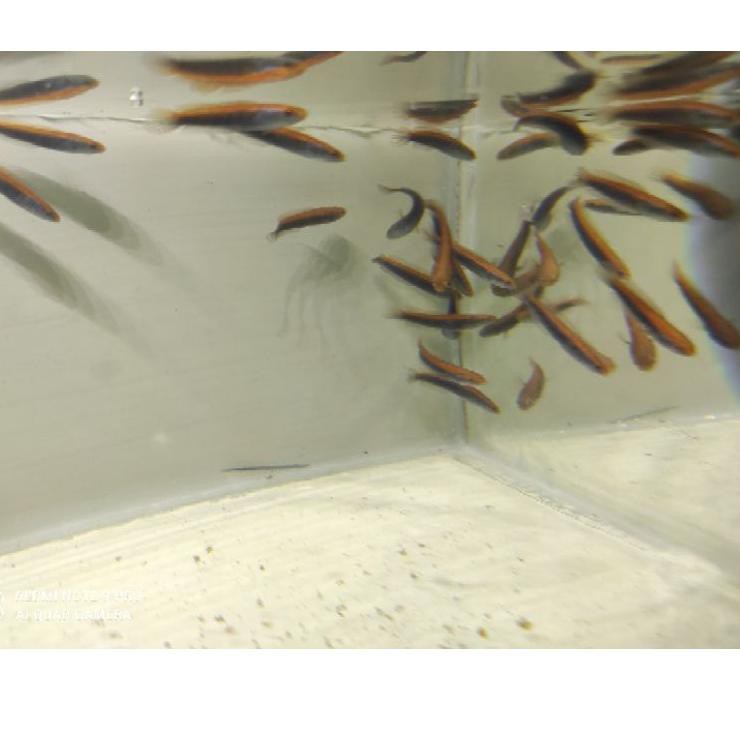 

Kirim Sekarang 9DJ Channa Maru SUPER Red Sampit (Grade A) 3 cm 99 Ready