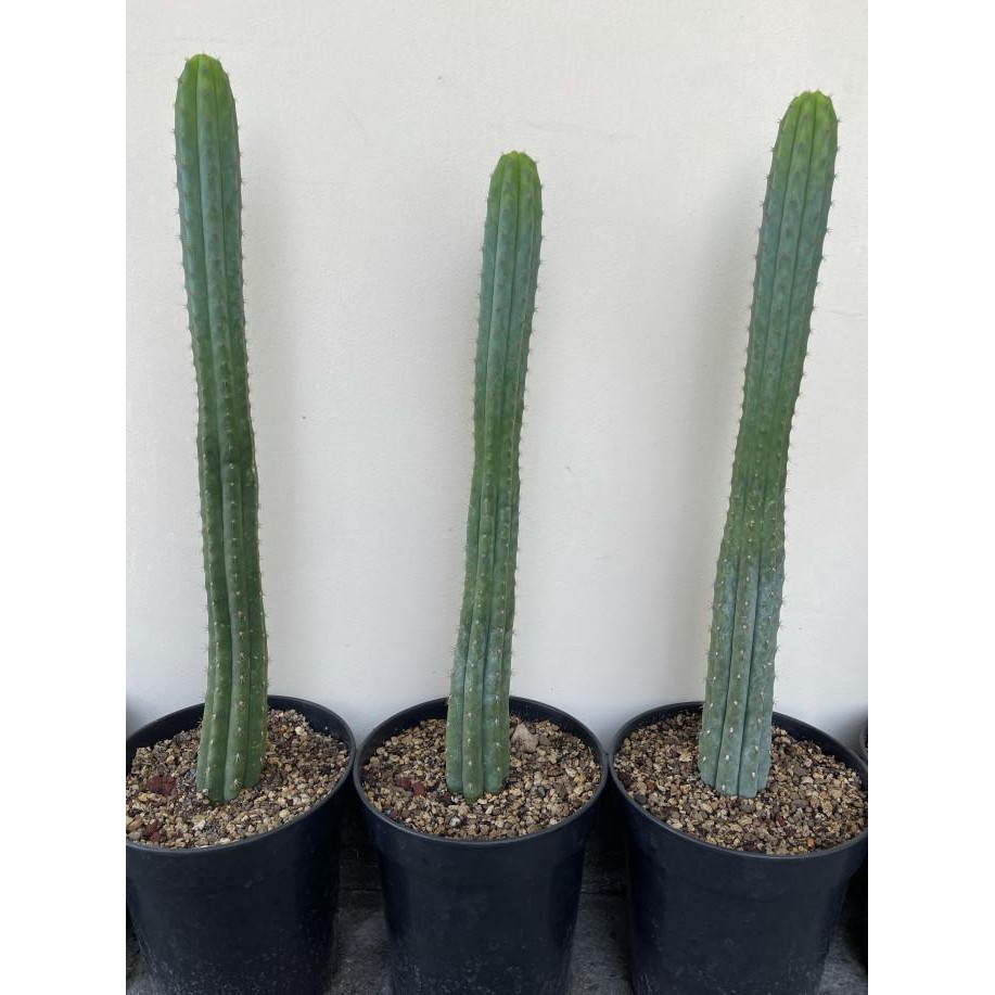 

Trichocereus pachanoi, San Pedro cactus 40-50cm