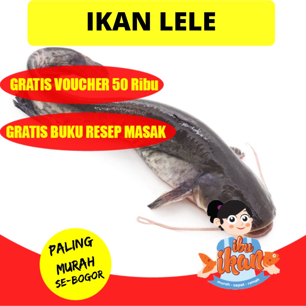 

IKAN LELE 1 KG SEGAR FROZEN UTUH BELUM BERSIH UNTUK BUMBU KUNING GORENG