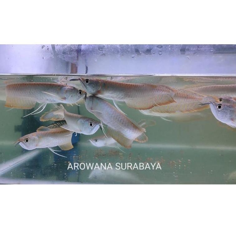 ㅾ Ikan Arwana Silver Red / Silver Brazil 18-20 cm ㊖