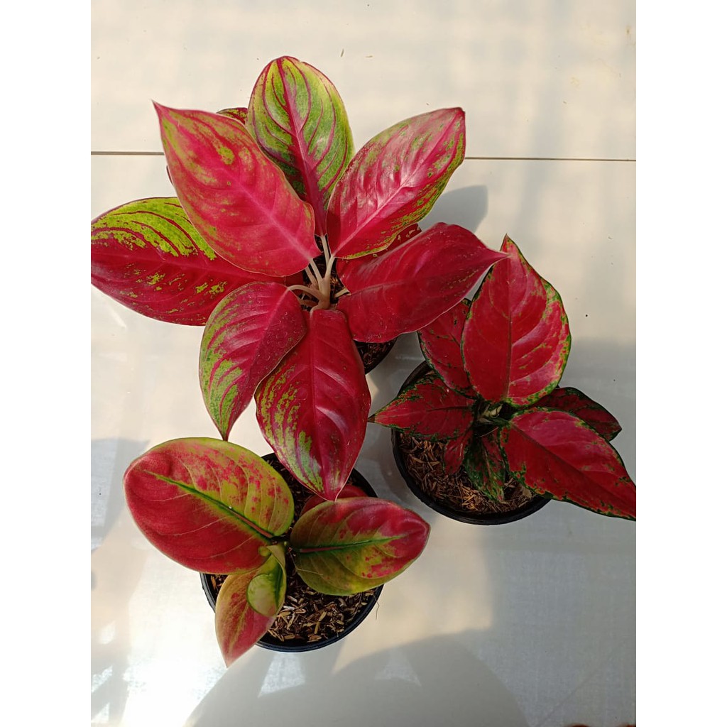 PAKET 3 - Red Regency, Ayunindi, Black Maroon - Tanaman Hias Aglaonema Aglonema