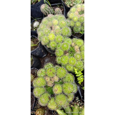 kaktus sangul jumbo banyak anak/kaktus murah/kaktus ownroot/kaktus pasaman