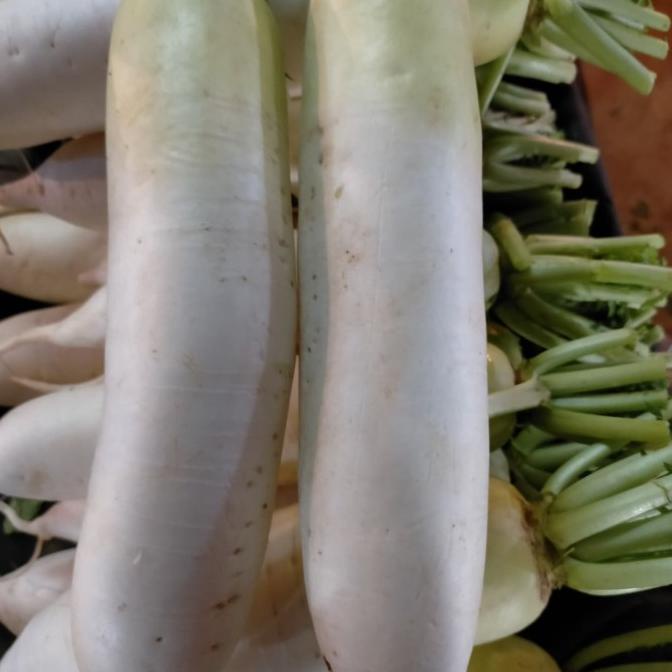 

BEST SELLER SAYUR LOBAK 1KG STOK TERBATAS