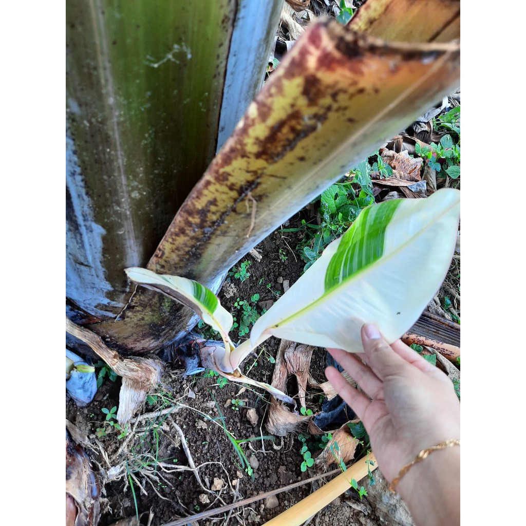 Bibit Tanaman Buah Pisang Kepok Varigata Asli Unik Dan Langka