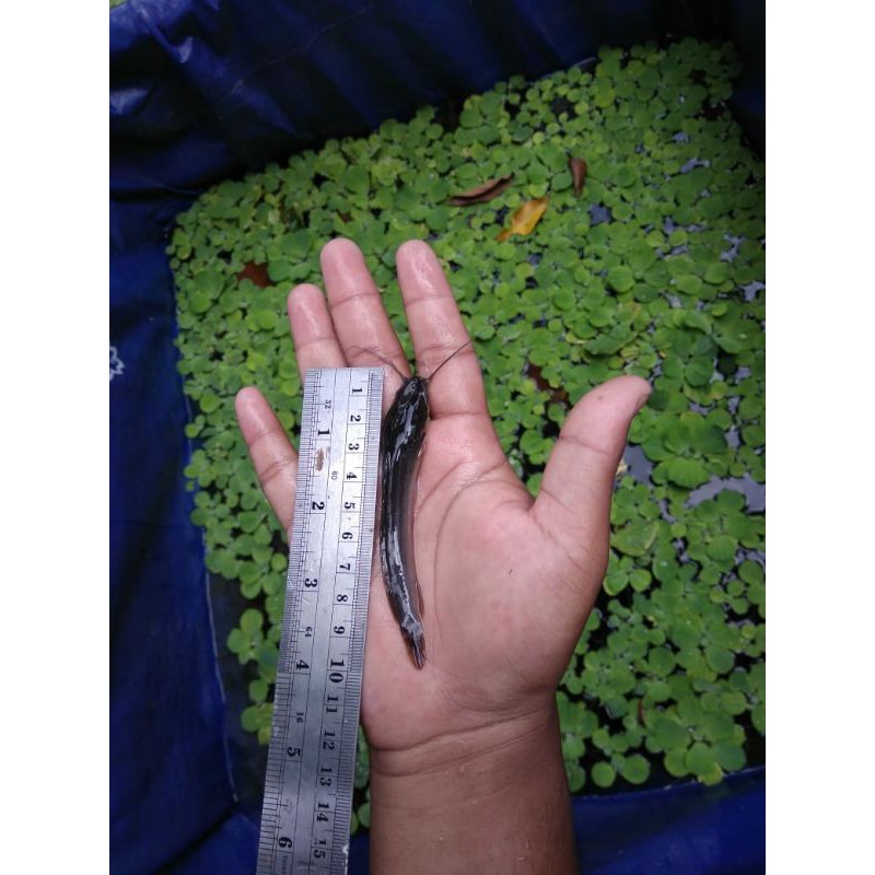 Bibit ikan lele Paket 100 ekor - ikan lele ukuran 9-10 cm - bibit ikan lele - bibit ikan