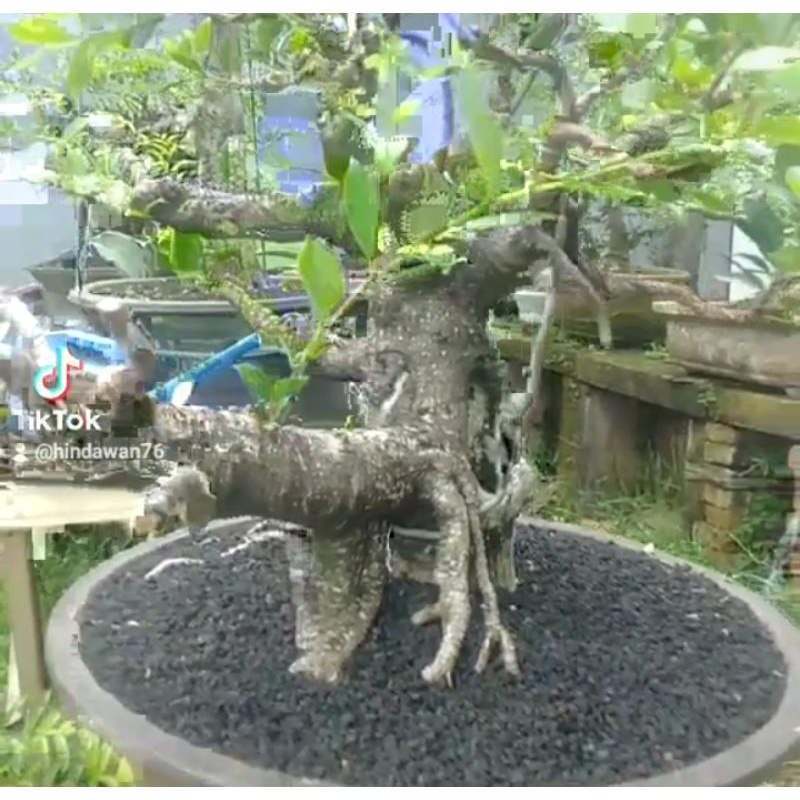 Bonsai Beringin Kimeng Berkarakter Murah Stock Terbatas