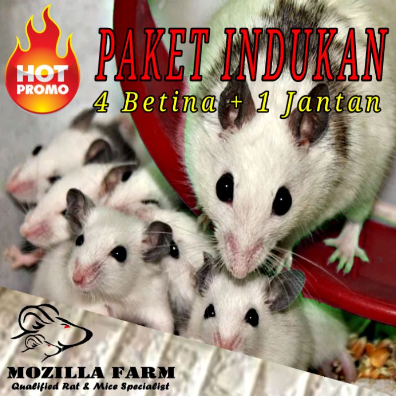 Tikus ASF / ASF Rat / African Soft Fur Rat Indukan ( 4 Betina + 1 Jantan )