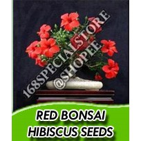 Biji Bunga Bonsai Red Hibiscus (Kembang Sepatu) (Isi 5 biji)