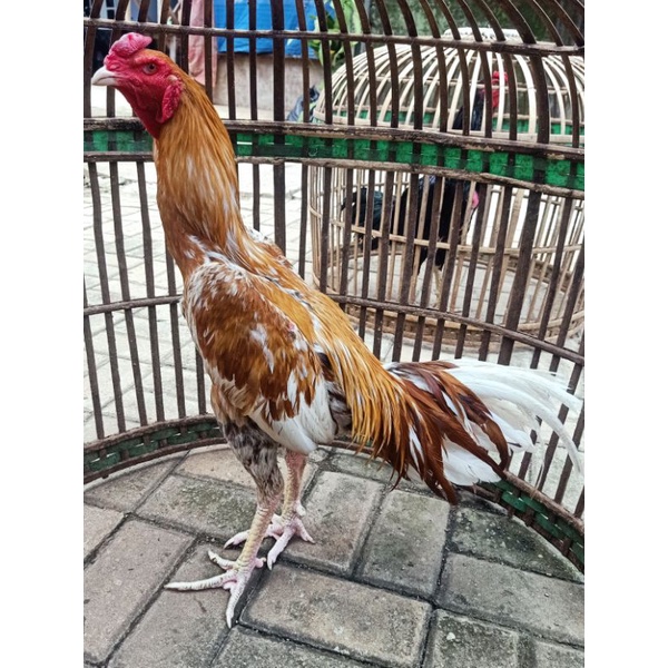 

Ayam Brazilian / Telur Ayam Hias & Tarung Siap Tetas / Telor Ayam Untuk Di Eramkan