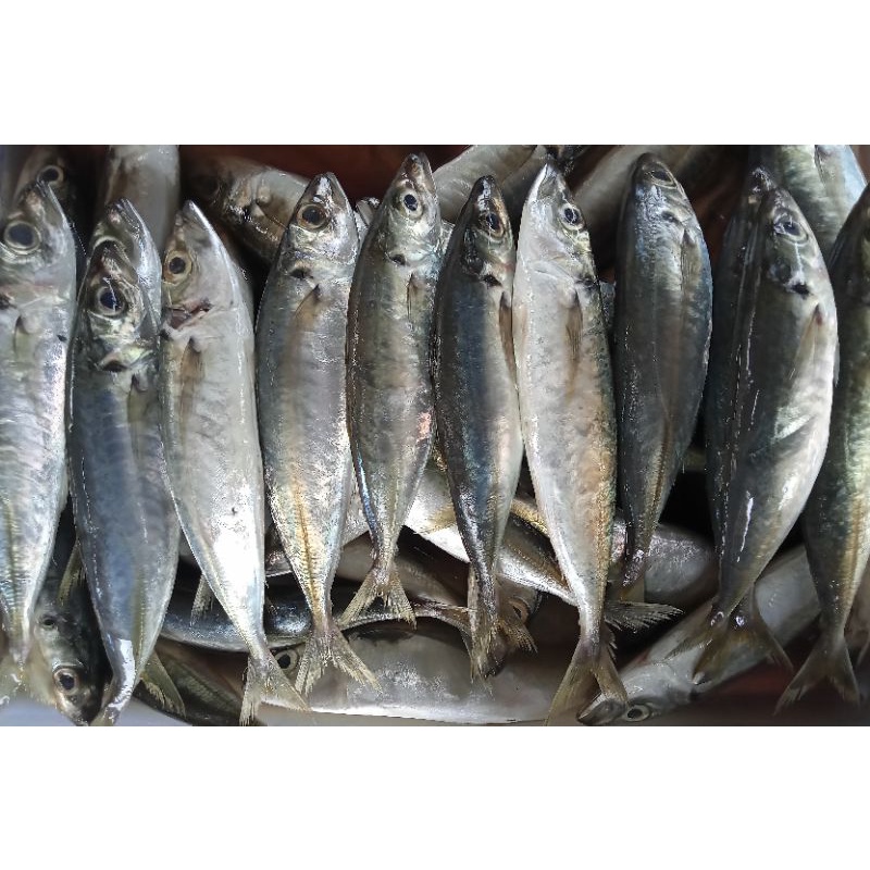 

Ikan Dencis Segar 1kg