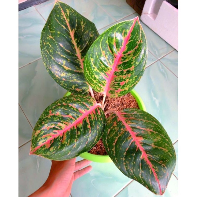 PROMO AGLONEMA BIG PAPA (Anakan/Baby)