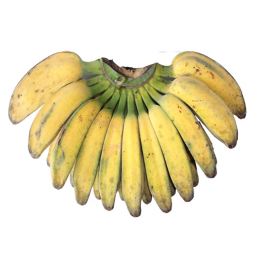 

Pisang Kepok/sisir