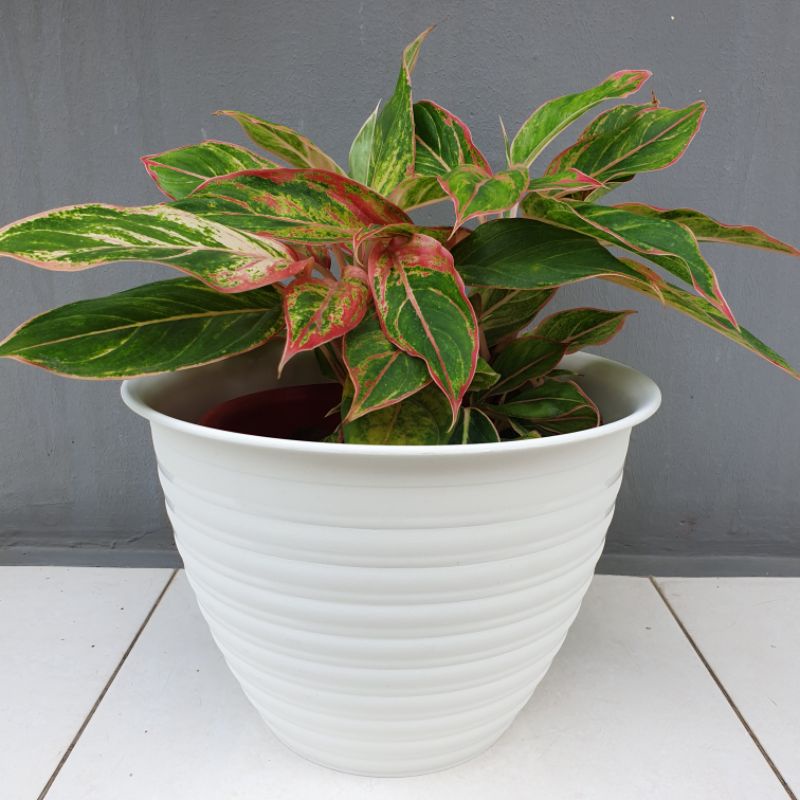 MDN/SS TAWON 30 : pot model tawon ukuran 30cm bagus tebal murah berkualitas