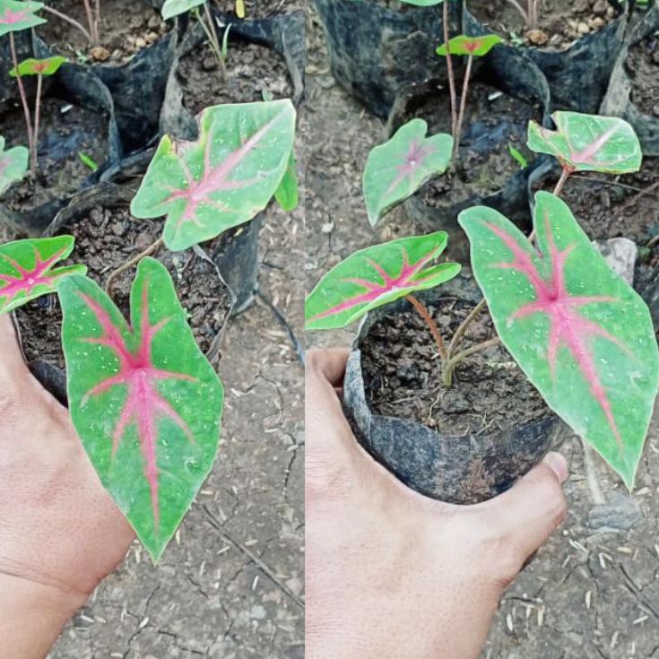 Caladium Ace Of Heart / Keladi Jantung Hati / Keladi Merah NH9