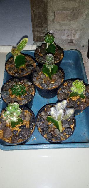 Paket 12pcs Kaktus+free Pot 10cm 12pcs